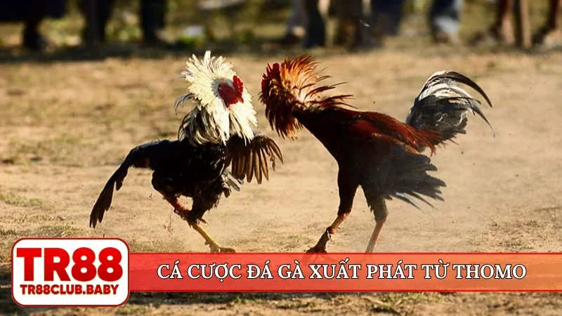 Cá cược đá gà xuất phát từ Thomo